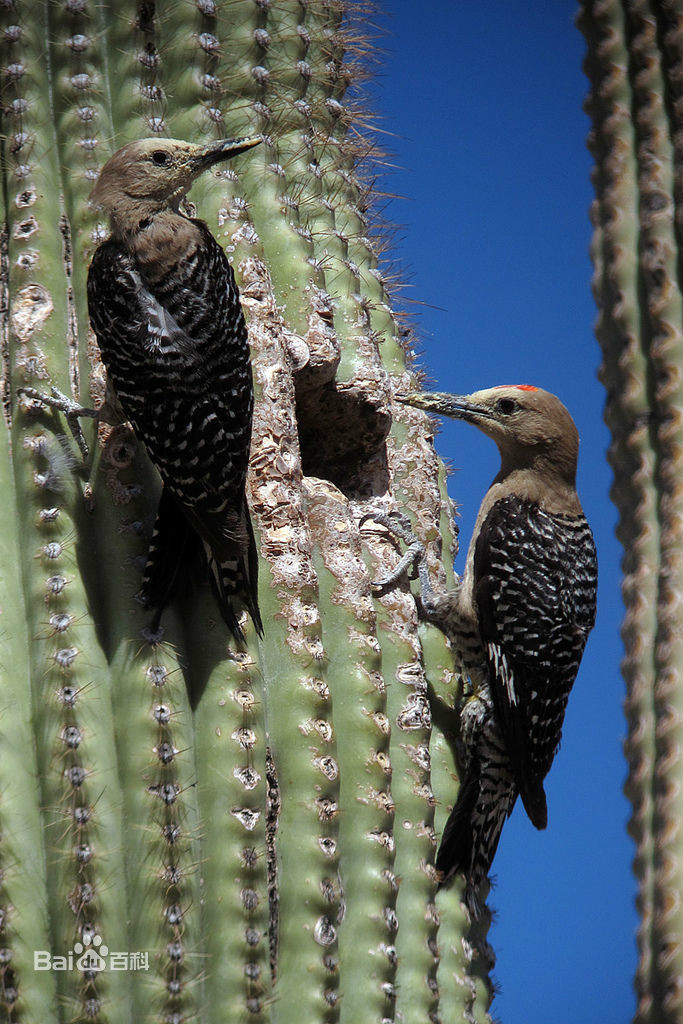  p>吉拉啄木鸟是属 a href="#">鴷形目 /a> a href="#" data-lemmaid=