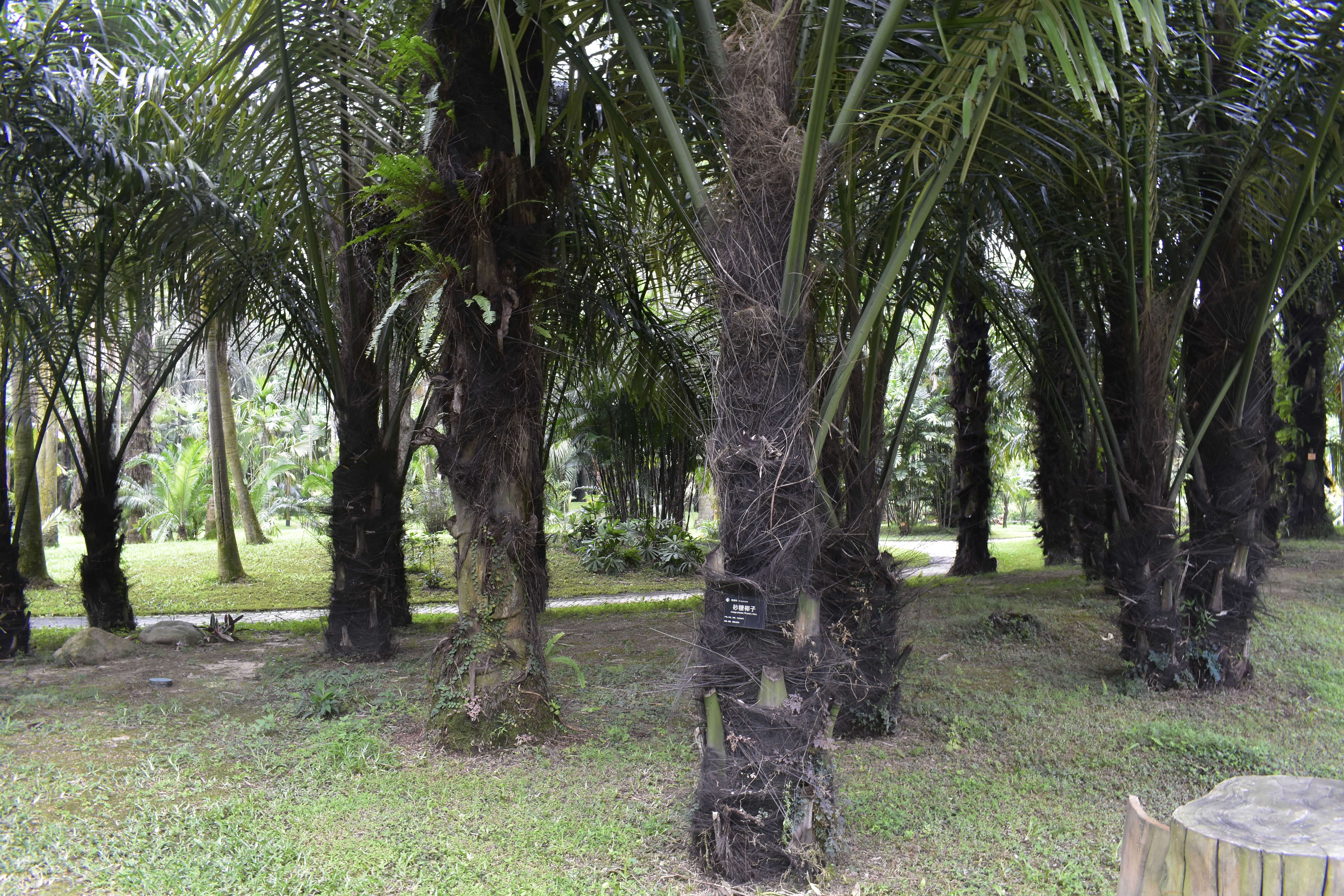  p>砂糖椰子(学名: i> /i> i>arenga pinnata /i> (wurmb.) merr.