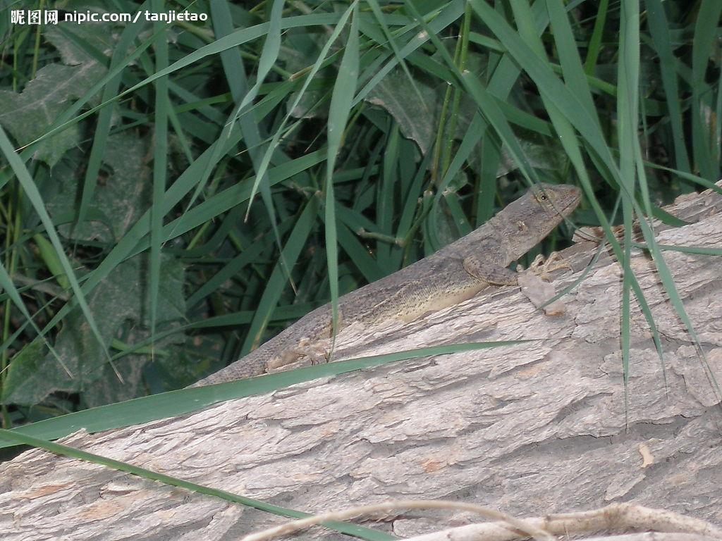  p>多疣壁虎( i>gekko japonicus /i>&nbsp;dumeril and bibron