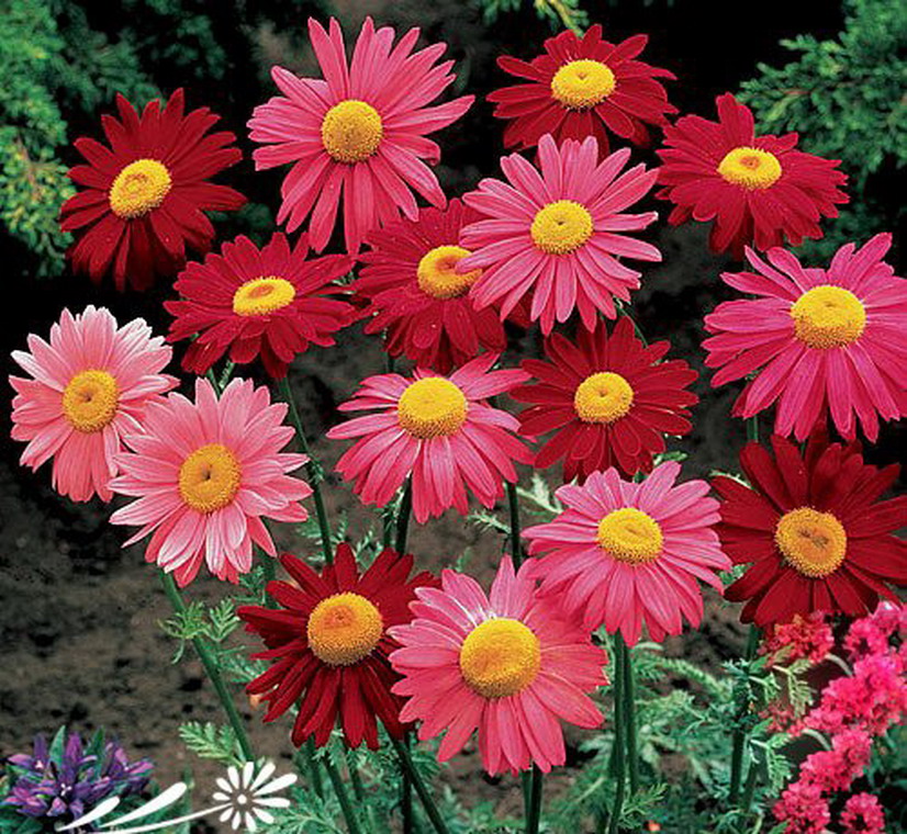  p>红花除虫菊(学名:pyrethrum coccineum (willd.) worosch.