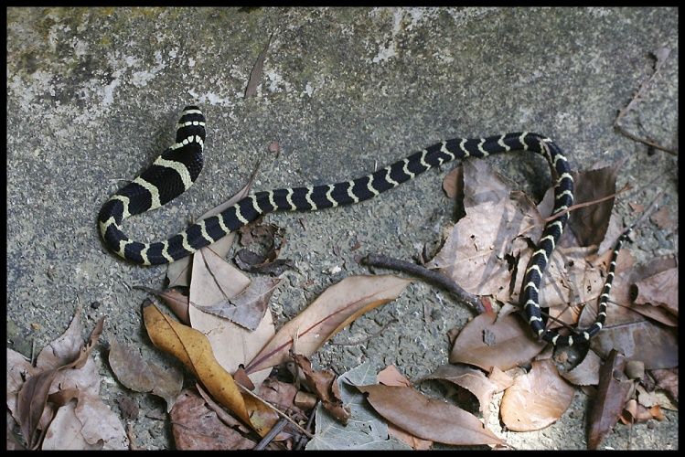  p>棘鳞海蛇,眼镜蛇科棘鳞海蛇属物种,腹鳞除前面少数外,均纵分为2长