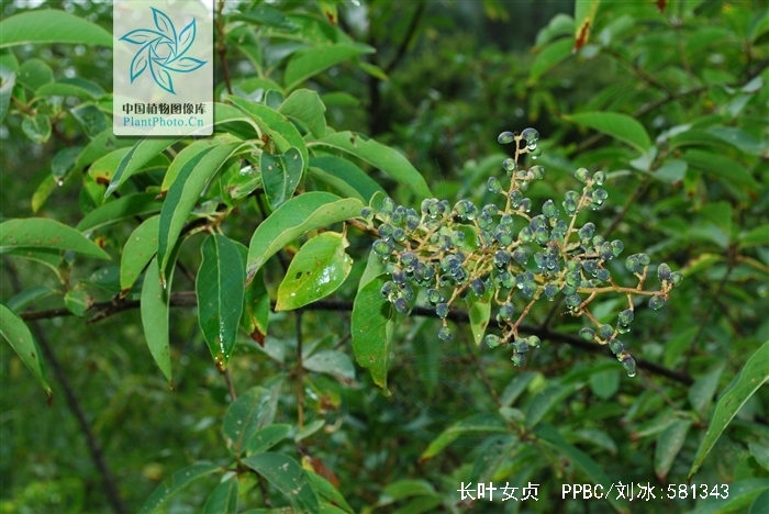  p>长叶女贞(学名: i>ligustrum compactum /i> (wall. ex g.