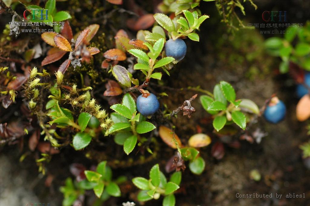 树萝卜属/2025203" data-lemmaid="2025203">树萝卜属 /a>,五翅莓属