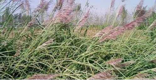 荻花：低调并不是没有姿态_百科TA说