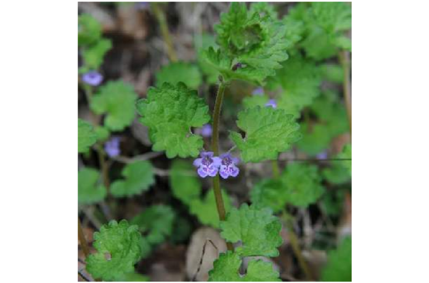  p>日本活血丹(学名:glechoma grandis (a. gray) kupr.