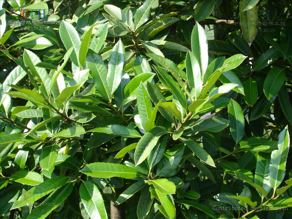  p>大叶冬青(学名:ilex latifolia thunb.