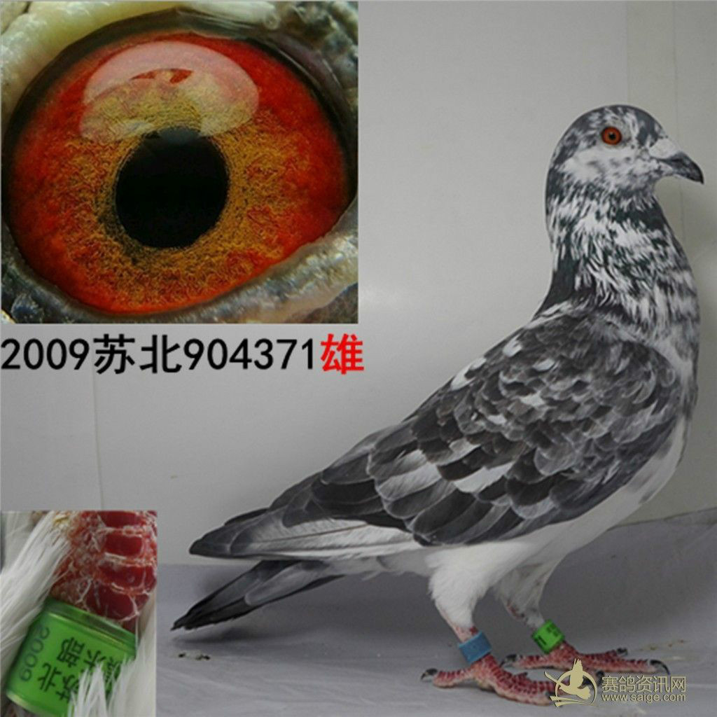  p>黑麒麟是 a target="_blank" href="/item/麒麟花鸽/3033277" data