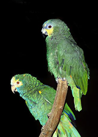  p>黄肩亚马逊鹦鹉是 a target="_blank" href="/item/鹦形目/1745763