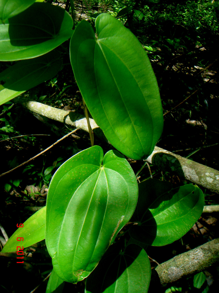 p>圆锥菝葜(smilax bracteata c. presl)攀援灌木.