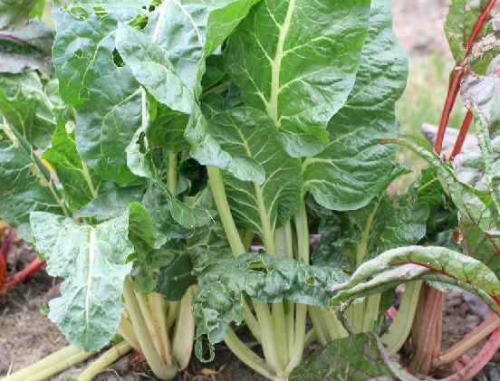  p>甜菜(学名: i>beta vulgaris /i> l.
