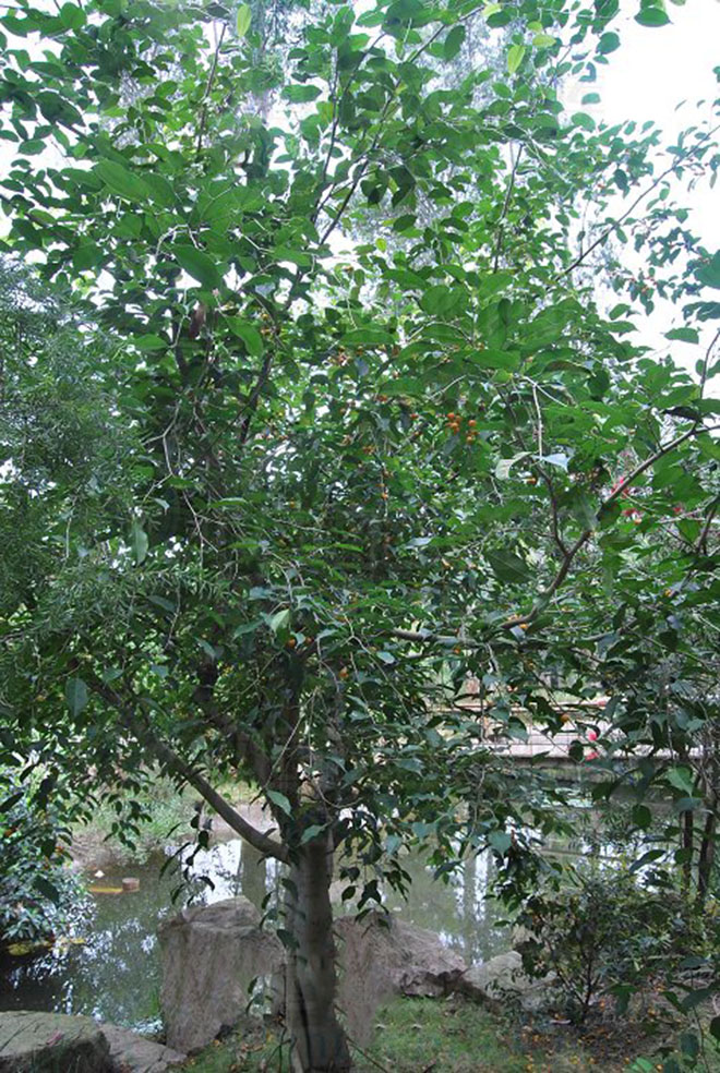  p>黄果榕(学名:ficus benguetensis merr.