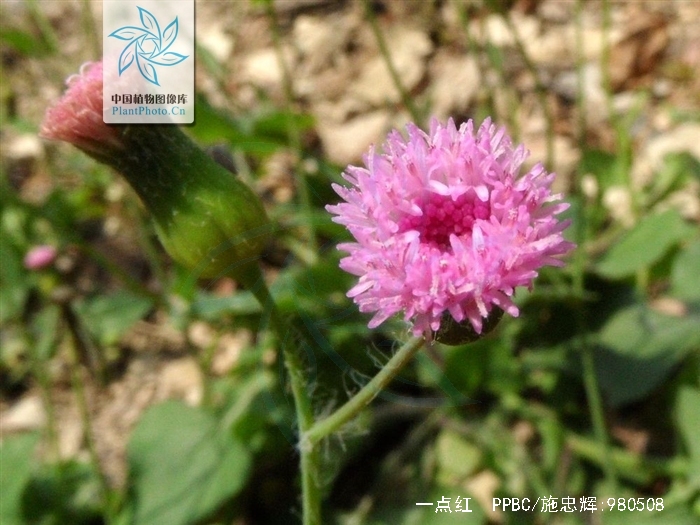  p>一点红(学名: i>emilia sonchifolia  /i>(l.