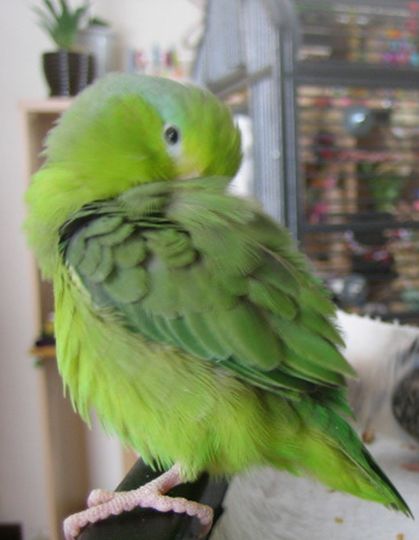  p>太平洋鹦哥(学名: i>forpus coelestis /i>)是一种小鹦鹉,体羽主要