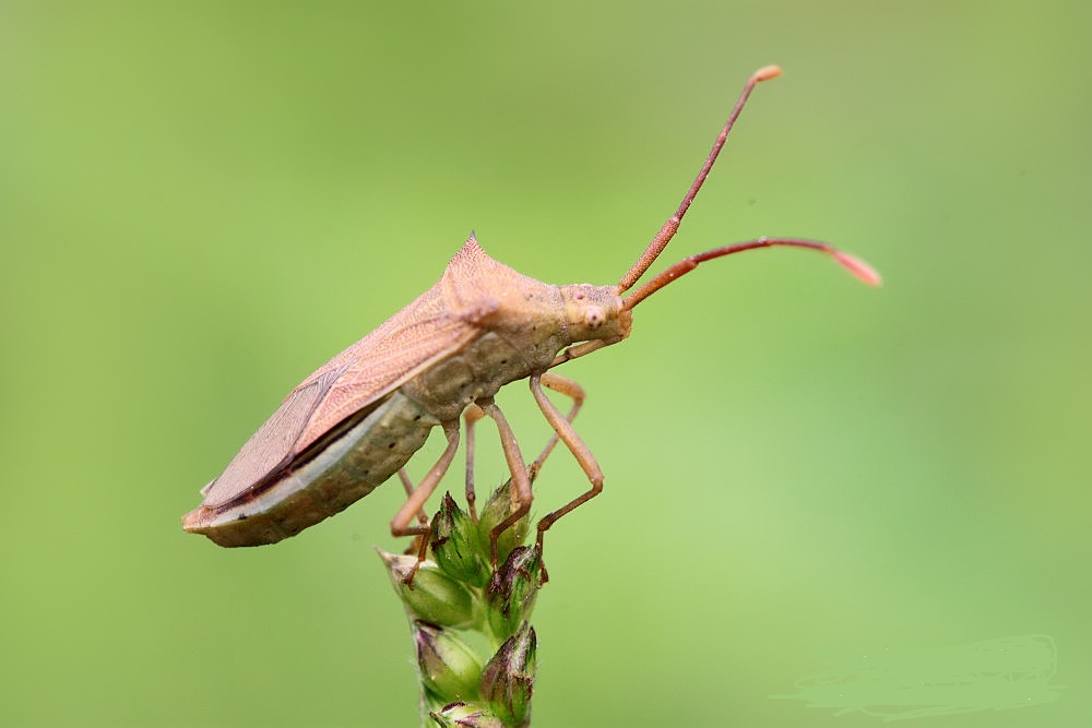  p>昆虫名,为半翅目,缘蝽科.