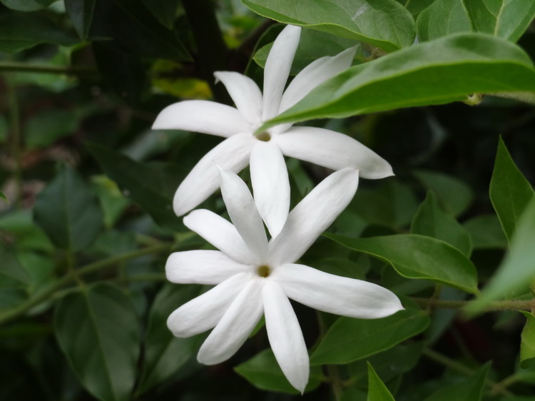 毛茉莉