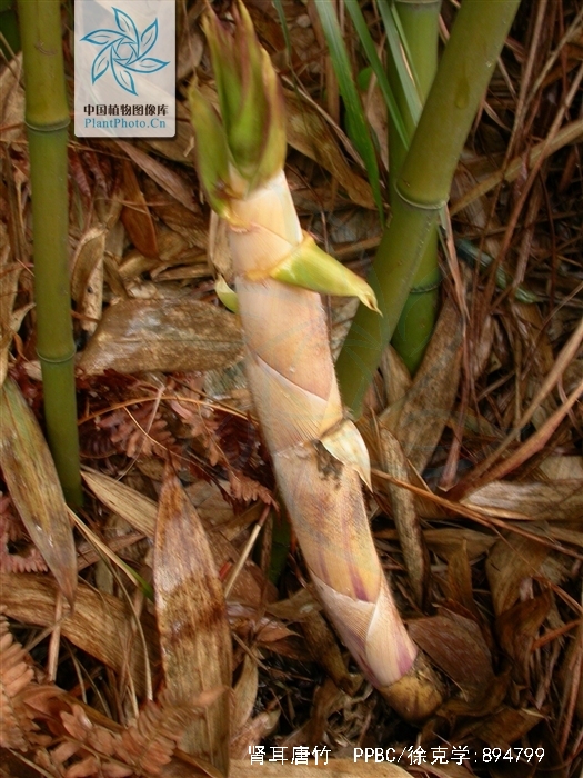 sinobambusa nephroaurita