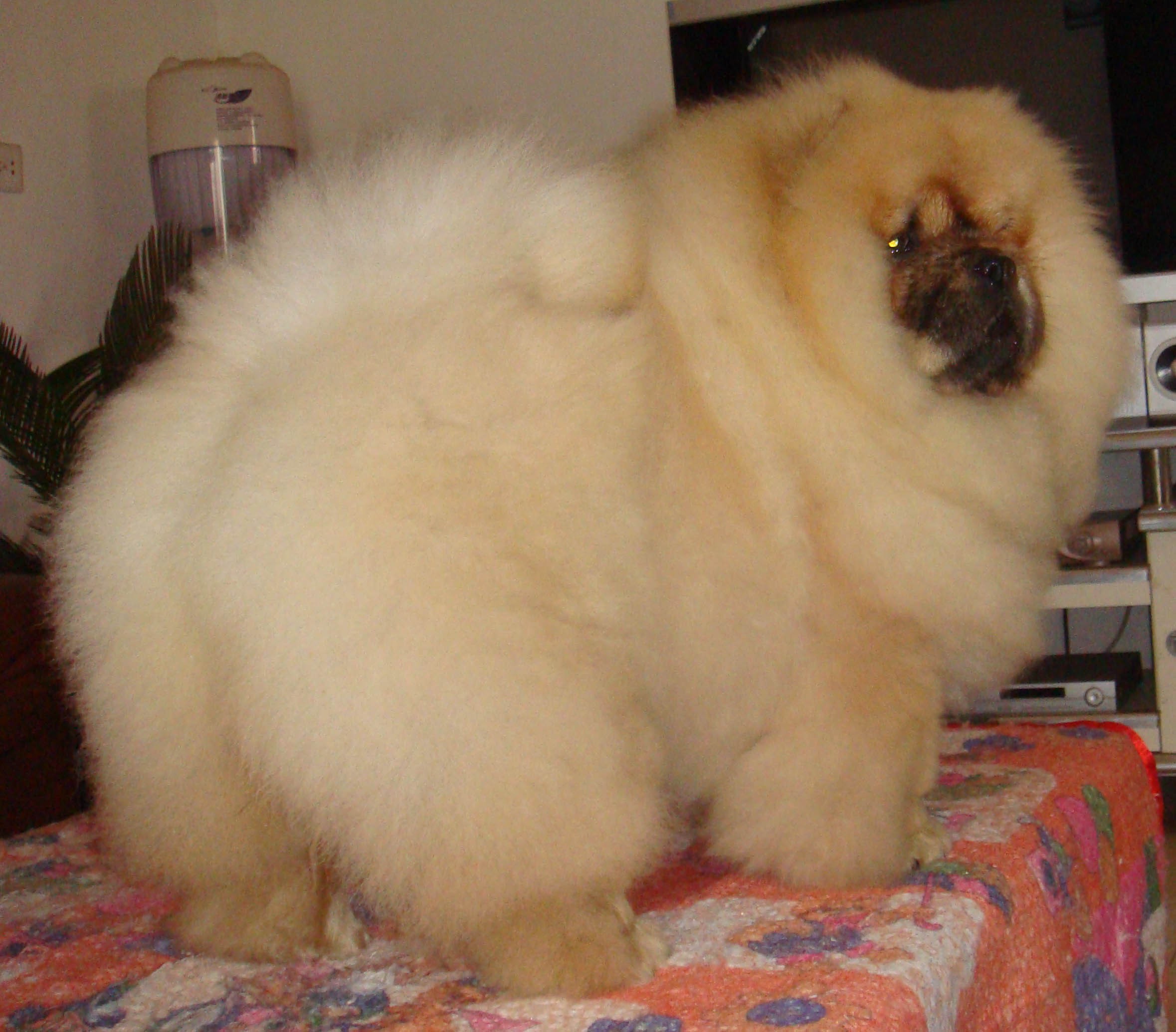 松狮犬chowchow