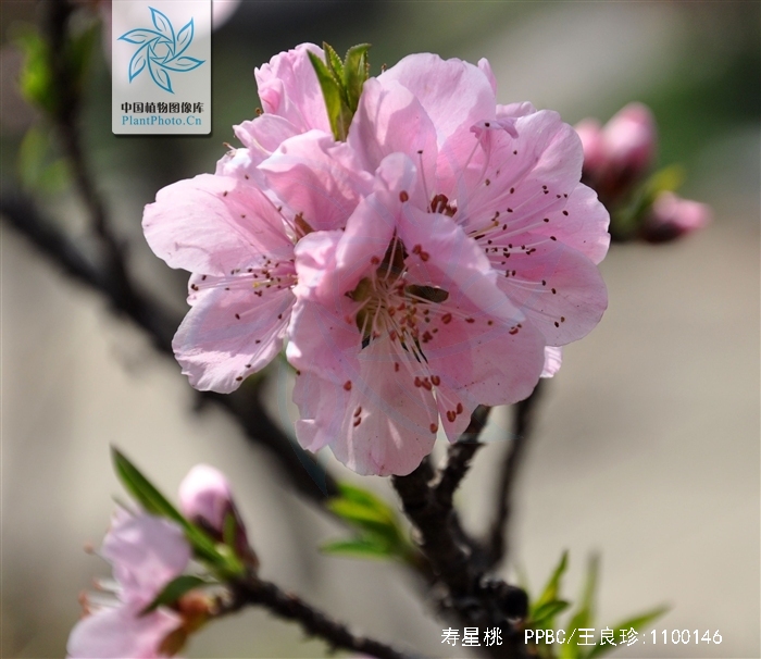  p>寿星桃(学名: i>a /i> i>mygdalus persica /i> l. var.