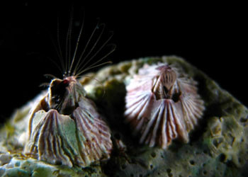  p>颚足纲,maxillopoda,是节肢动物门下的一纲,本类动物大多数为营