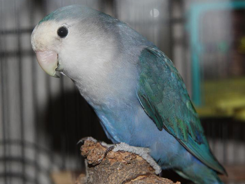  p>桃脸牡丹鹦鹉(学名: i>agapornis roseicollis /i>):体长一般在15