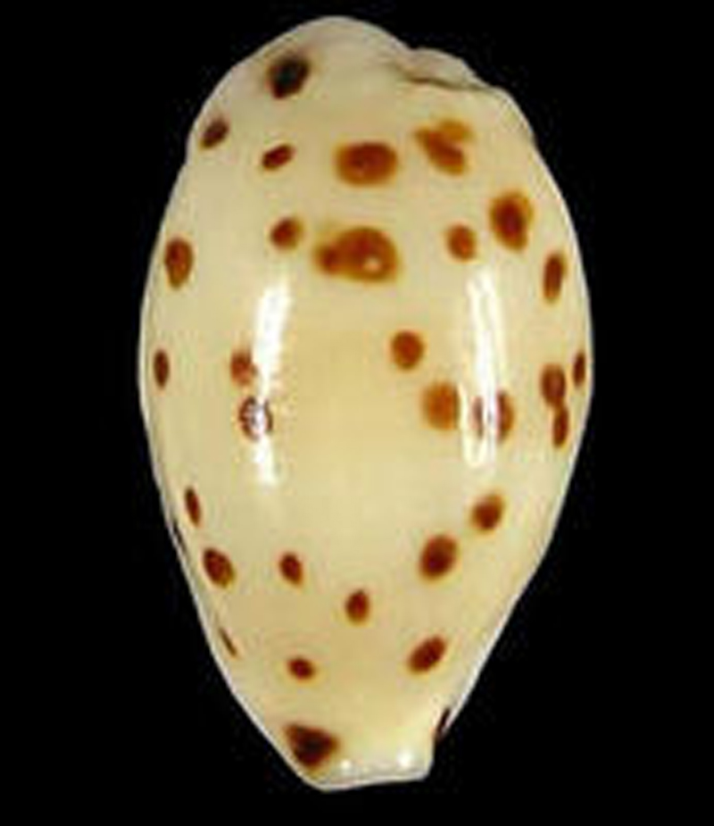  p>芝麻宝螺(学名:notadusta punctata punctata)是腹足纲宝螺科的 a