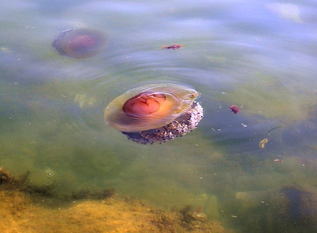 p>蛋黄水母(学名: i>cotylorhiza tuberculata /i>)是钵水母纲 a