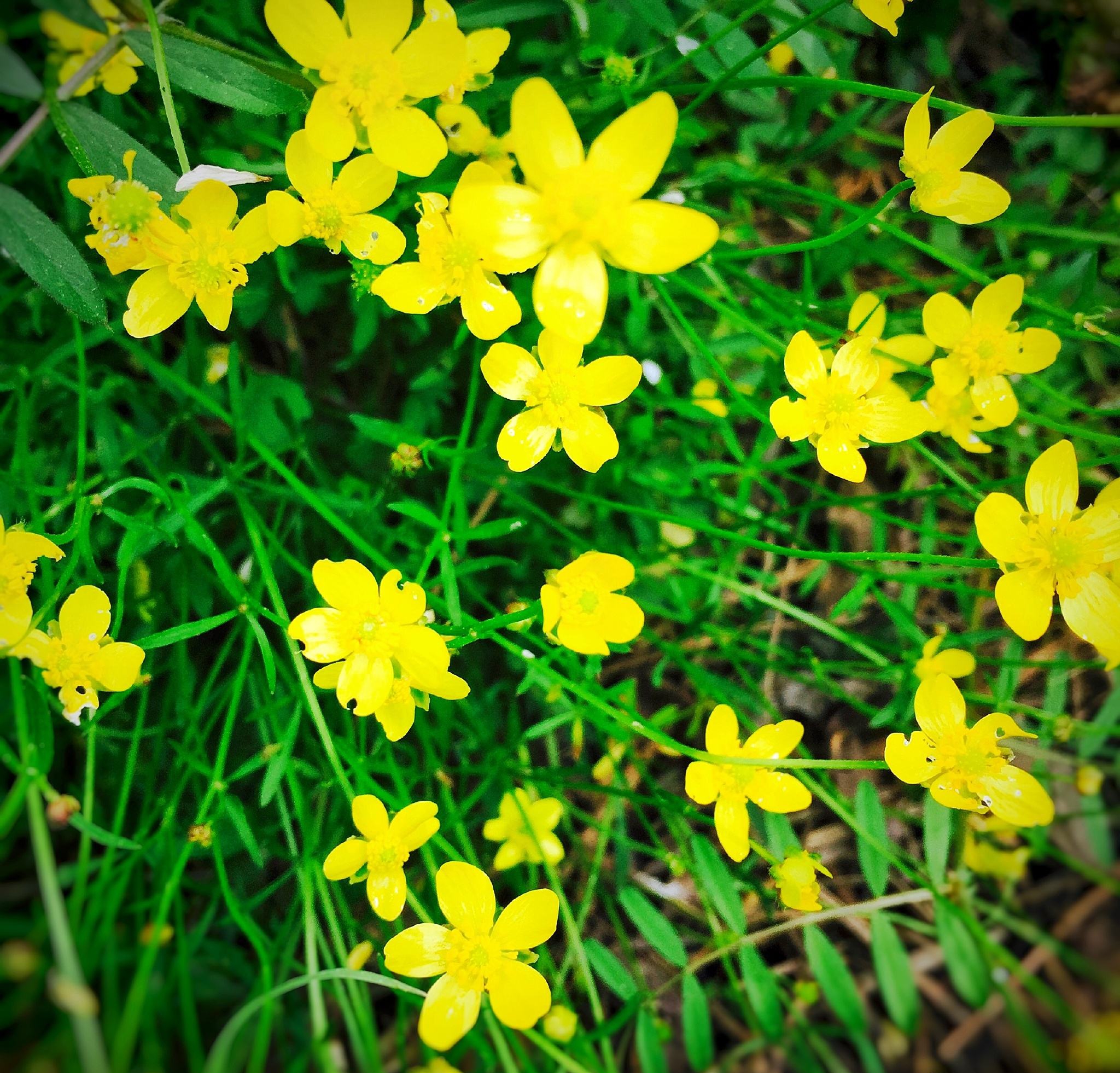  p>匍枝毛茛为毛茛科多年生草本植物,具匍匐枝,节上可生根,生长迅速