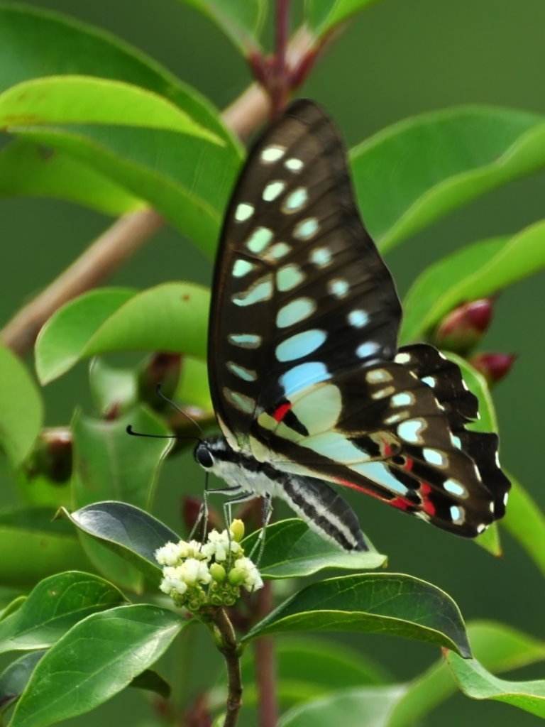  p>青凤蝶,学名graphium sarpedon ,是一种 a hr