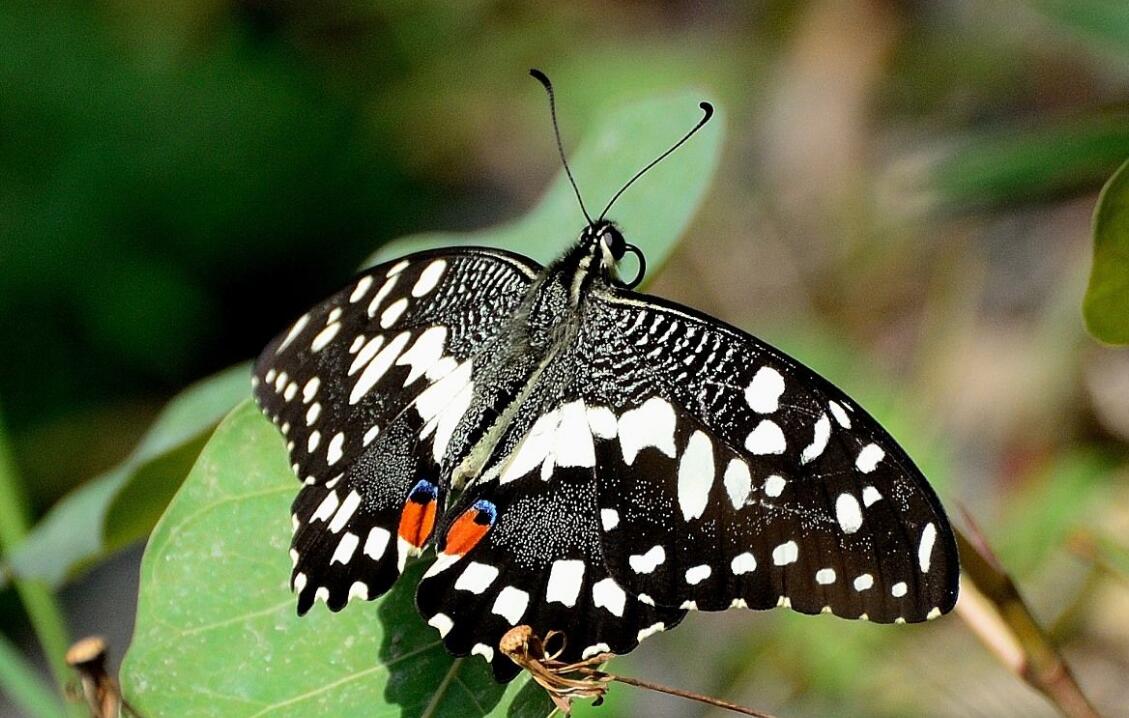  p>达摩凤蝶(papilio demoleus linnaeus蝴蝶)是一种常见的分布广泛的