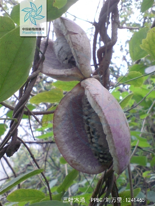  p>三叶木通(学名: i>akebia trifoliata  /i> i>(thunb.