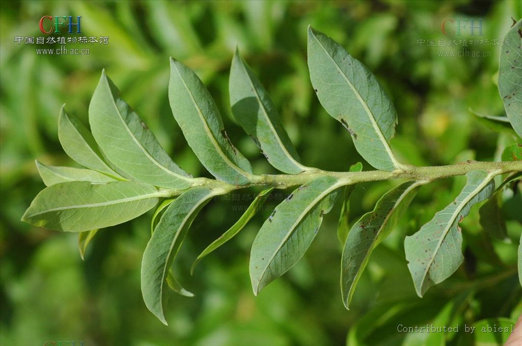 salix sclerophylla andersson