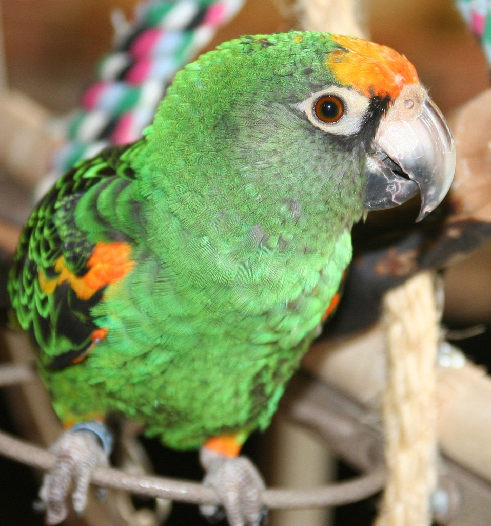  p>贾丁氏鹦鹉(学名: i>poicephalus gulielmi /i>) 在poicephalus属