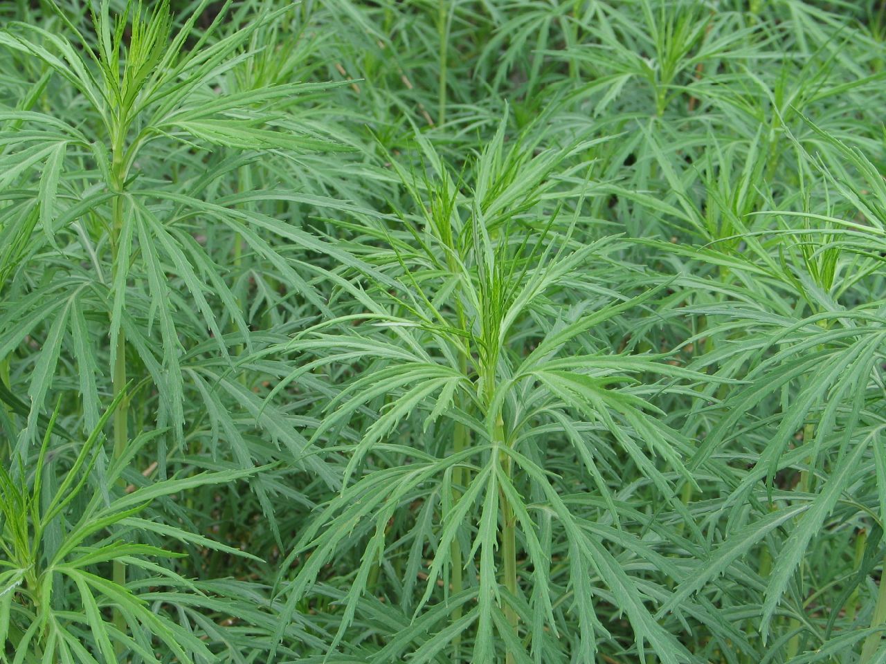  p>密毛白莲蒿(拉丁名:artemisia sacrorum ledeb. var.