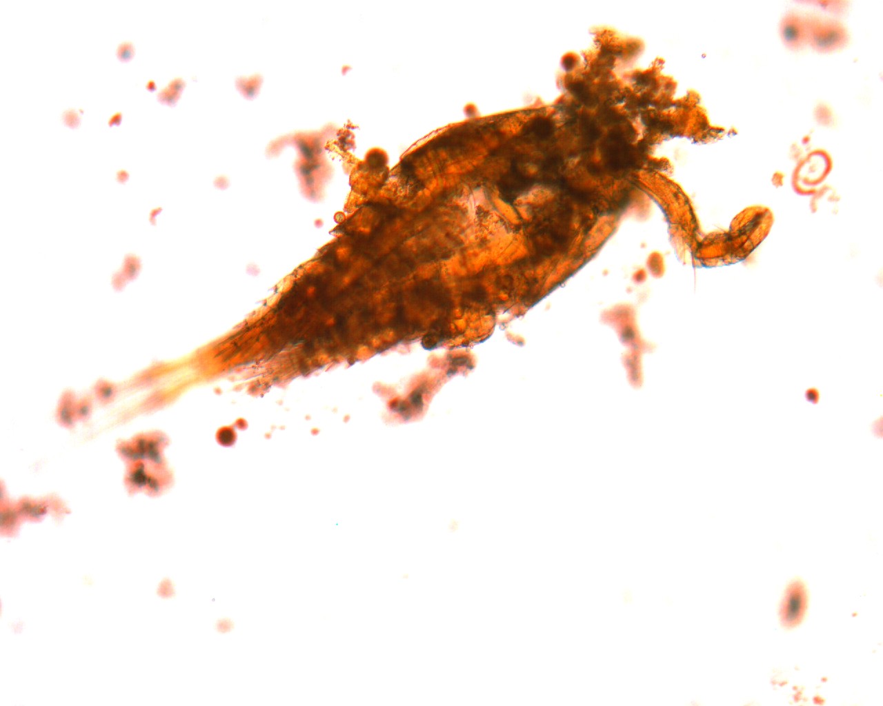  p>剑水蚤指的是剑水蚤属(cyclops)  a href="#" data-lemmaid="