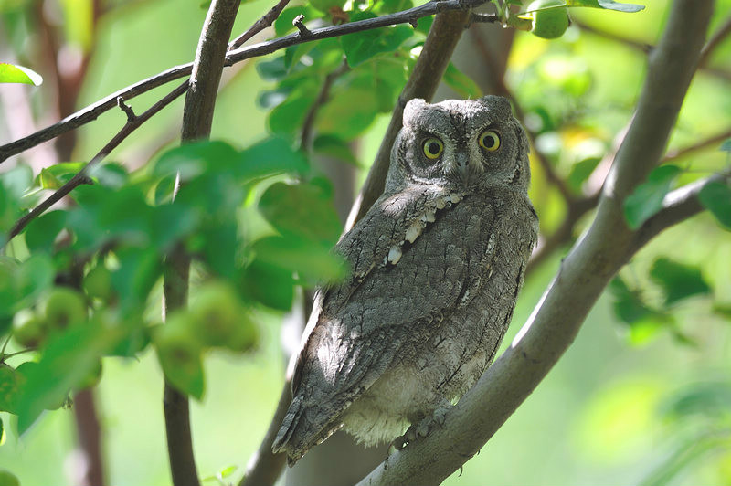 eurasian scops-owl