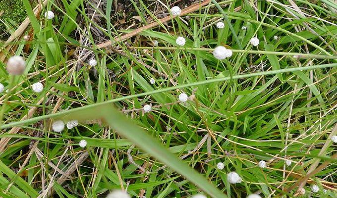  p>华南谷精草(学名: i>eriocaulon sexangulare /i> linn.