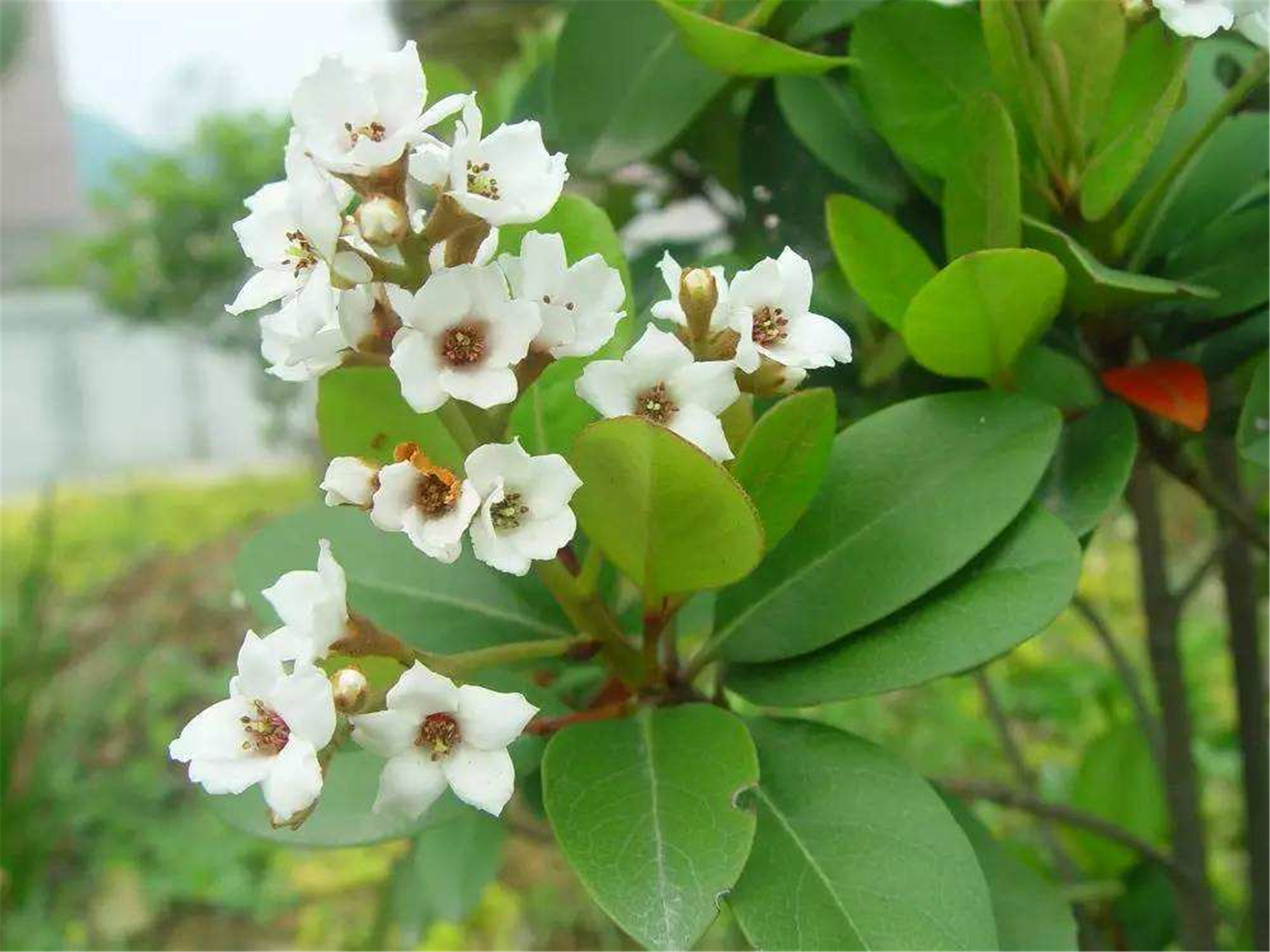  p>厚叶石斑木(学名: i>rhaphiolepis umbellata /i> (thunb.