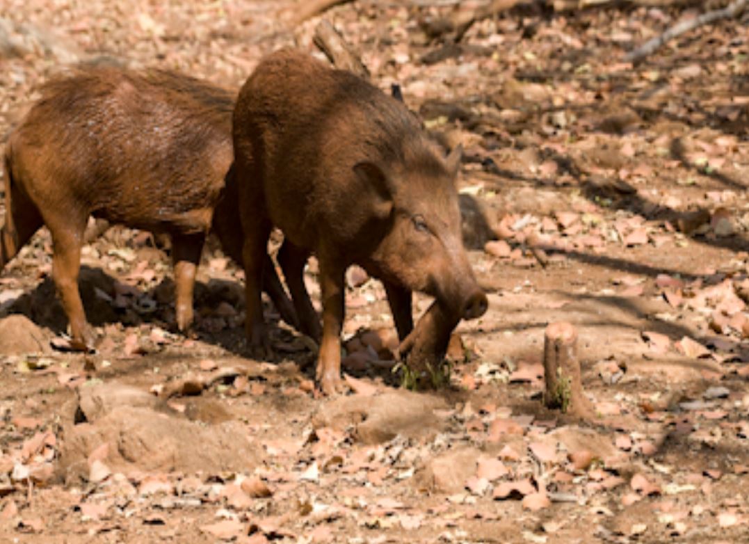 ryukyu islands wild pig