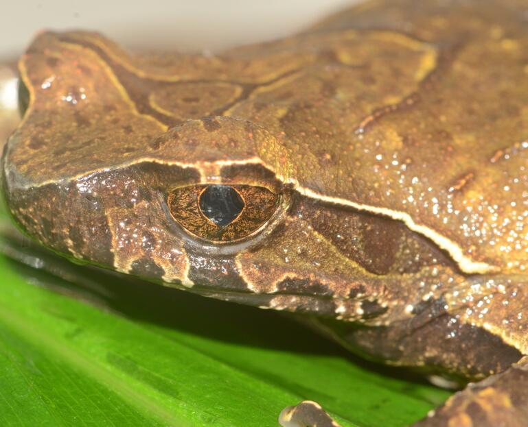  p>峨眉角蟾(学名: i>megophrys omeimontis /i>)是角蟾科,角蟾属两栖