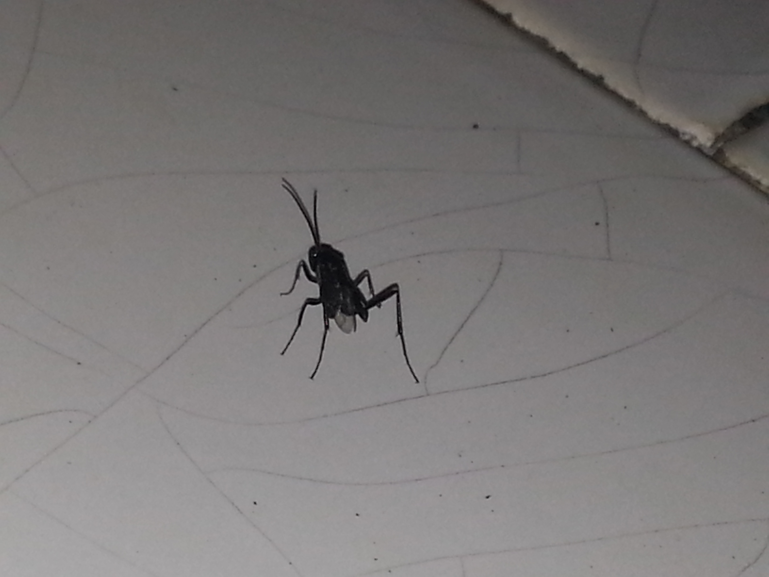  p>蜚蠊瘦蜂 /p> p>evania appendigaster /p>