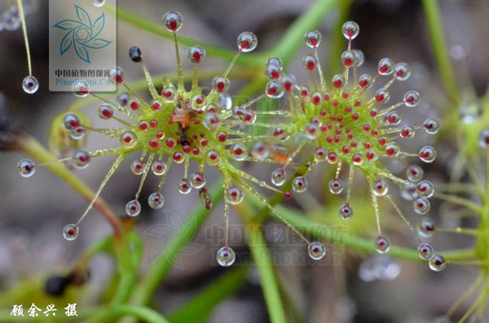 光萼茅膏菜(变种)