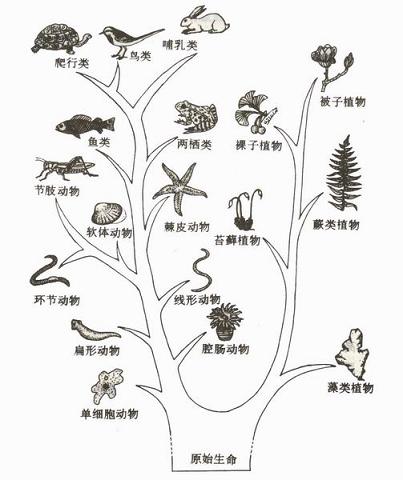  p> 生物树就是生物的分类方法. /p>