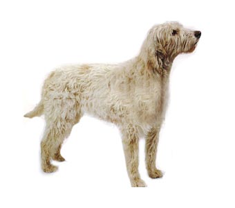  p data-id="gnb2nkpjas">长卷毛猎犬,别名中型旺代长卷毛猎犬,是一种