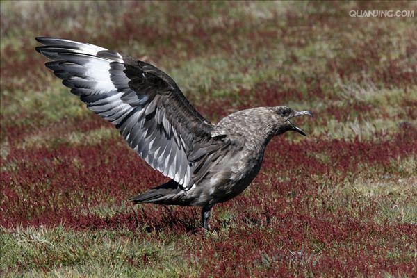 south polar skua