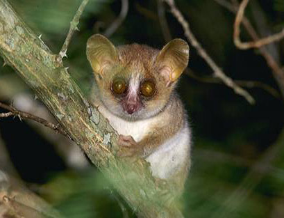  p>小嘴狐猴是世界最小的猴类,重量大约在30至90克.