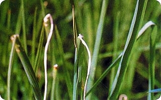  p>辽粳912号, a target="_blank" href="/item/水稻">水稻 /a>品种