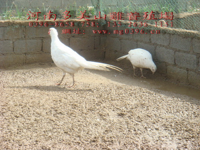 p>白山鸡,又称白羽山鸡, a target="_blank" href="/item/白野鸡">白