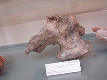 皮尔逖龙(piveteausaurus)
