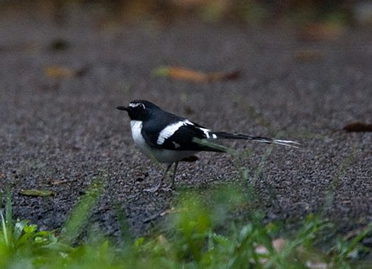 href="#" data-lemmaid="4652090">燕尾 /a>,体长23厘米,雌雄成鸟大体