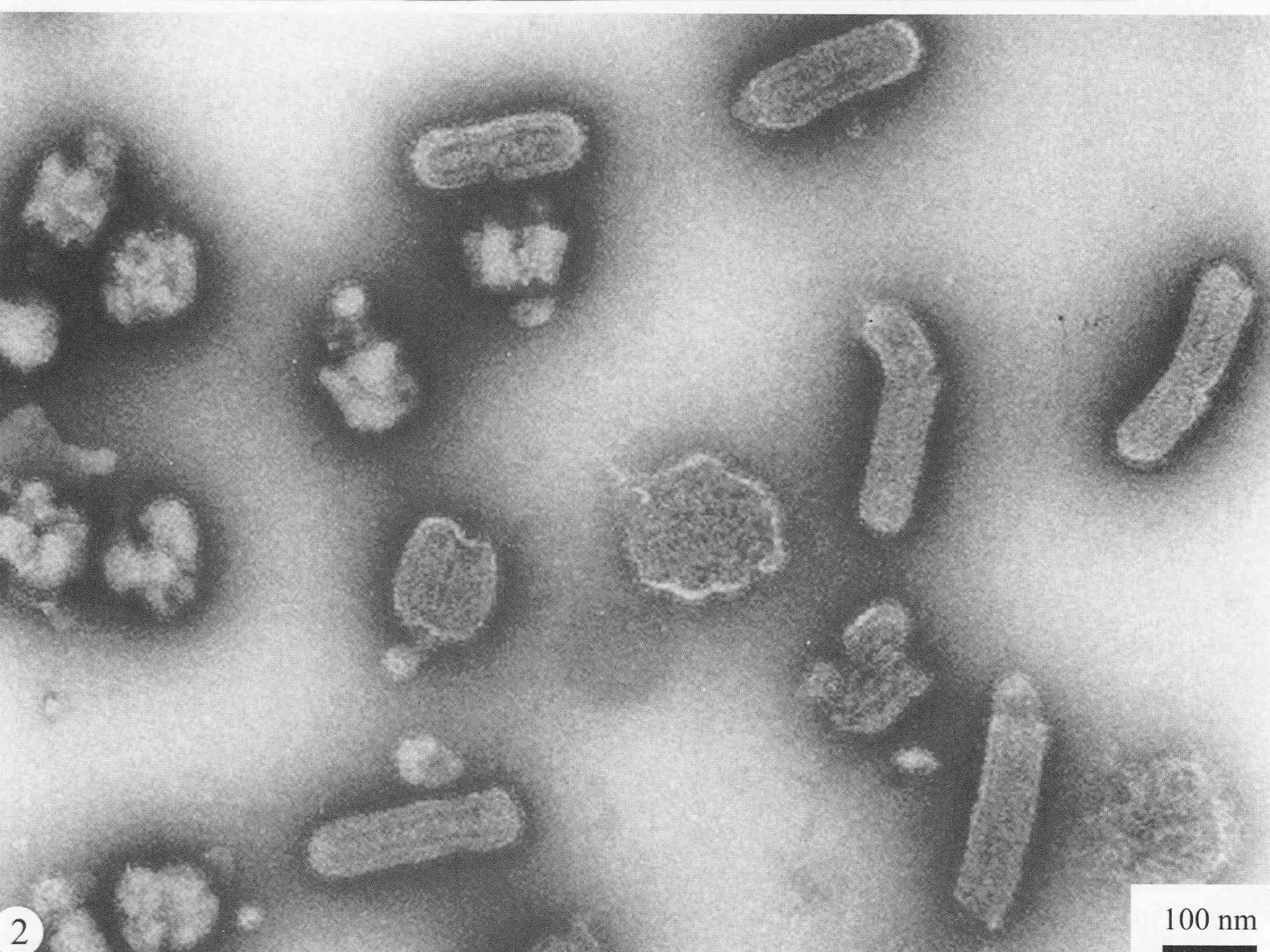 细胞核弹状病毒属